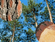 �s�N�m�W�F�m�[��