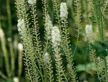 �u���b�N�R�z�V��