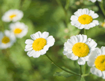 �i�c�V���M�N